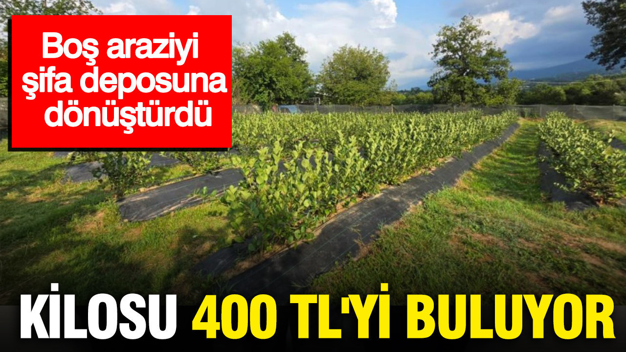 Boş arazisini değerlendirip şifa kaynağına dönüştürdü: Kilosu 400 TL’ye satılıyor